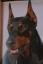 Drago