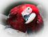 DaViD_Mg