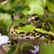 Fotowild