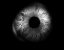 ectopsyche
