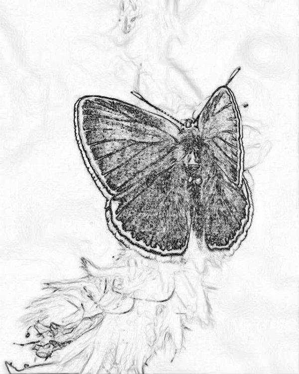 IMG_8692.jpeg