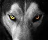 Lobo69