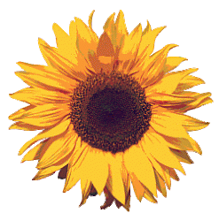 Little Miss Sunshine