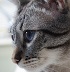tiberius