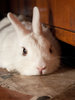 mariana_bunny