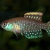 PabloC