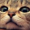VanillaPaw
