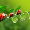 lasforasteras