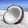 Coconut