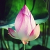 Lotusflower