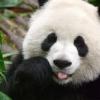 NIKON PANDA