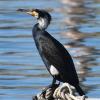 photobird