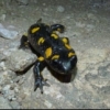 toubab8