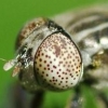 Hipnosapo