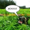 MapacheD90