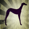anhitaca