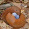 subil