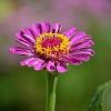 florci
