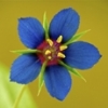 DaserSeed