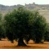 Olivicus