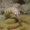 TACHUELA