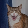 NEREYA