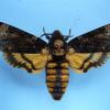 Acherontia