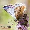 Marques_Photography