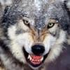 wolfete