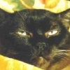 Gato Manolo