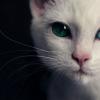NekoDann