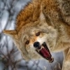 El Coyote