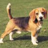 beagleone