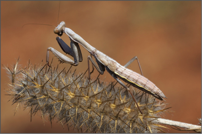 Macrofoto