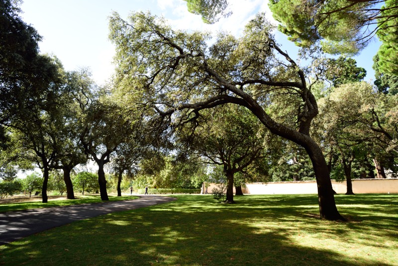 (3) �rboles y camino � 28mm f/2.8 AF; f/4 y v 1/15s; ISO64; picture control: Intenso (VI); modo de exposici�n: Manual.