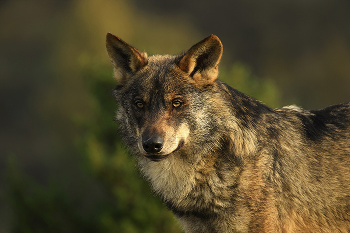 "Lobos" por Carlos Romero | Mart�n Iglesias