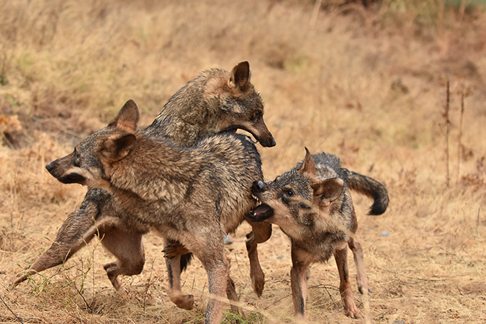 "Lobos" por Carlos Romero | Mart�n Iglesias