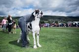 Buen perro | �Mona �deg�rd