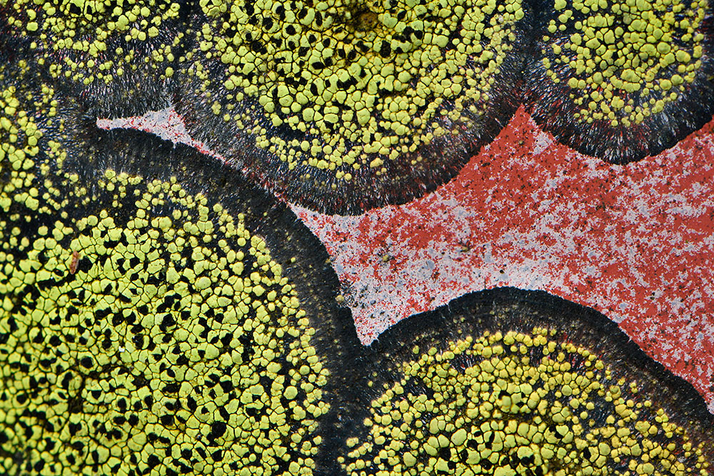 Macro Lichen| �Alberto Ghizzi Panizza | AF-S DX Micro NIKKOR 85mm f/3.5G ED VR