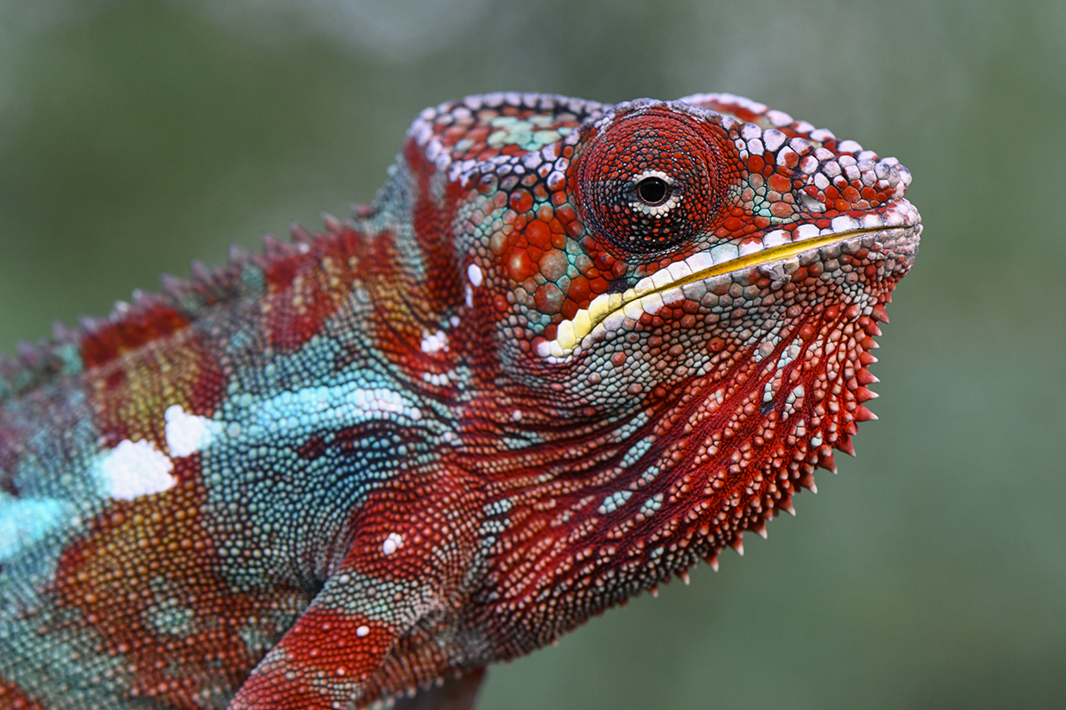 Nikon Z 7 + micro Nikor de 105mm F2.8 + adaptador FTZ | ISO 1.250, F11 a 1/125 s, -0,3 EV | �Antonio V�zquez