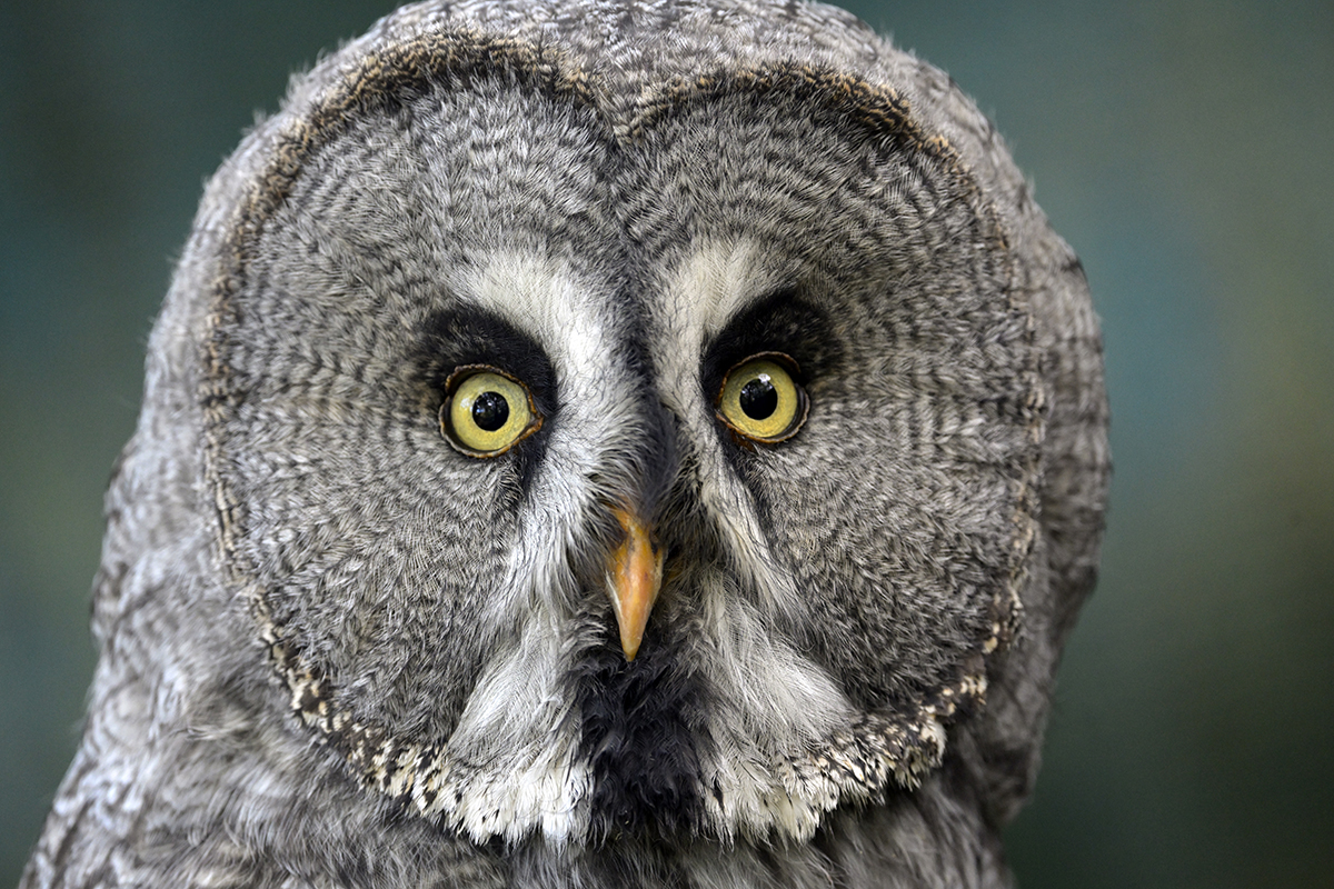 C�rabo lap�n | Nikon Z 7 + 500mm F5.6E VR + adaptador FTZ | ISO 2.000, F5.6 a 1/160s, -0,3 EV | �Antonio V�zquez