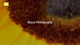 Nikon Unveiled | Fotograf�a Macro