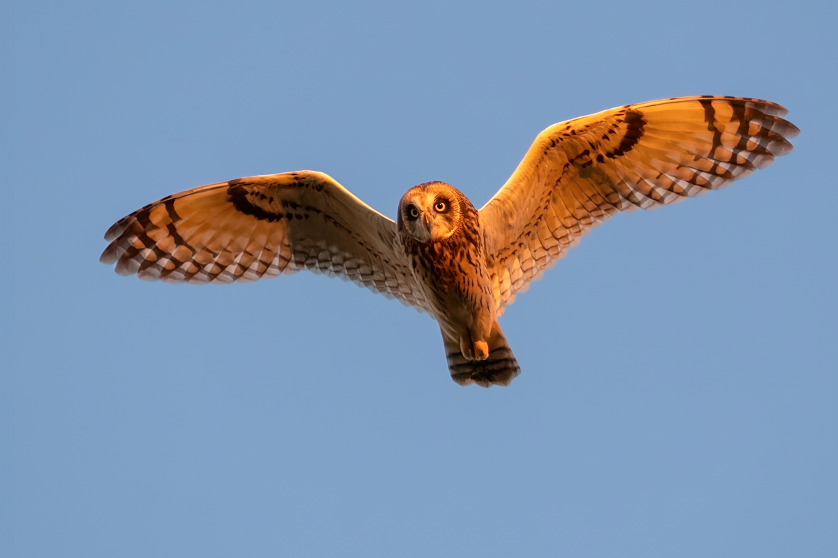 Lechuza campestre intenta cazar topillos al amanecer mientras los primeros rayos de sol se reflejan en su plumaje. Nikon Z6 III con el 400 mm F2.8, ISO 3200 a F3.5 y 1/10.000 s. 