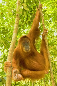 Orangutan Sumatra 200